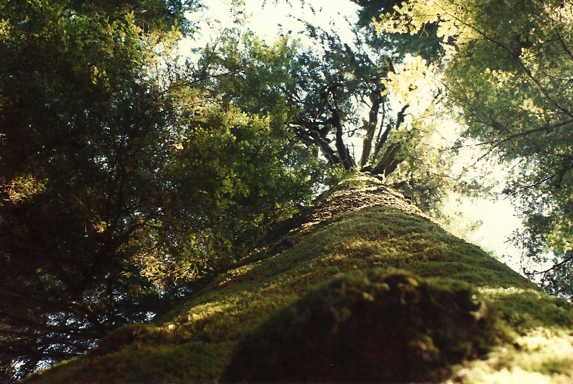 Carmanah