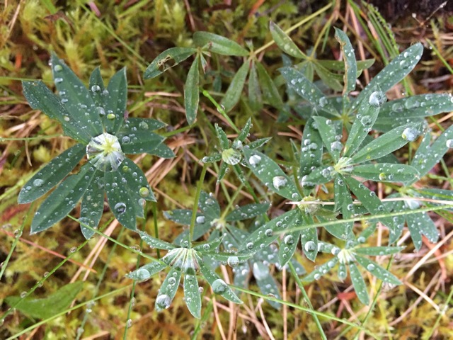 rainleaves