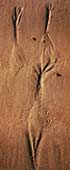 sandform